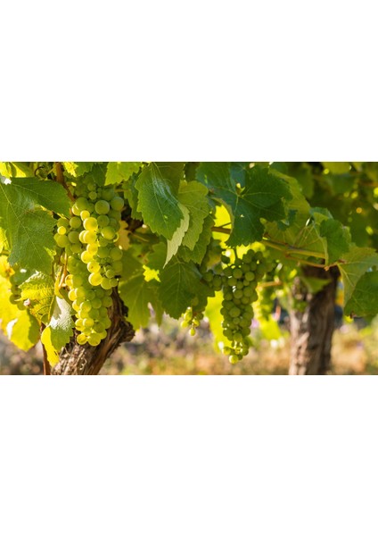 Sauvihnon Blanc Üzüm Fidanı fiyatları