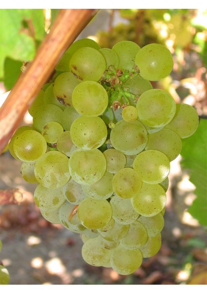 Sauvihnon Blanc Üzüm Fidanı modelleri