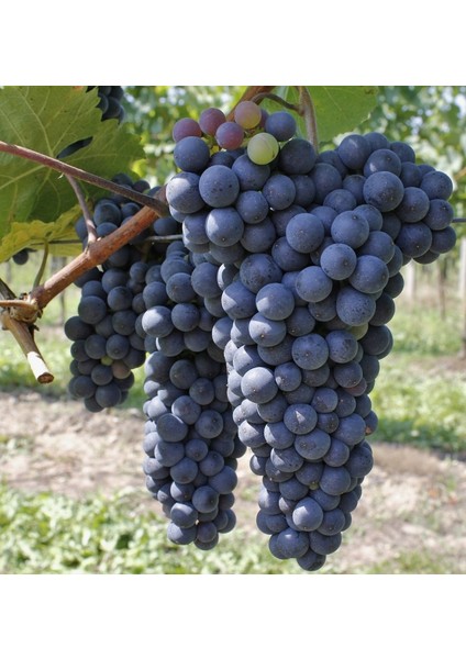 Boğazkere Üzüm Fidanı