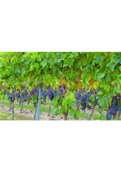 Boğazkere Üzüm Fidanı fiyatları