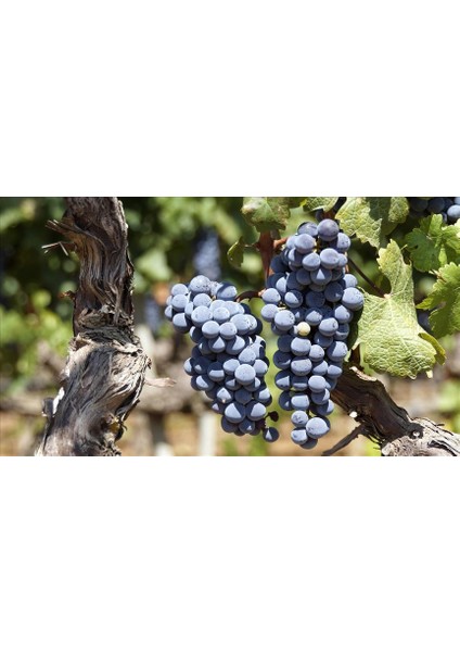 Boğazkere Üzüm Fidanı modelleri