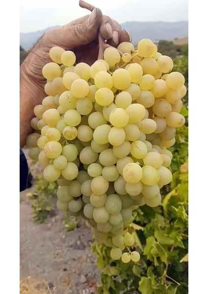 Ağın Beyazı Üzüm Fidanı