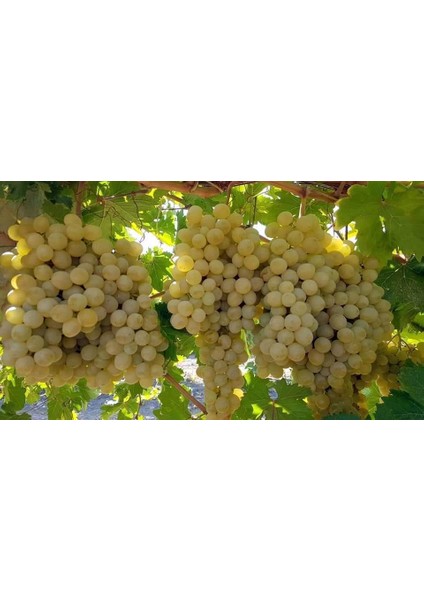 Ağın Beyazı Üzüm Fidanı fiyatları