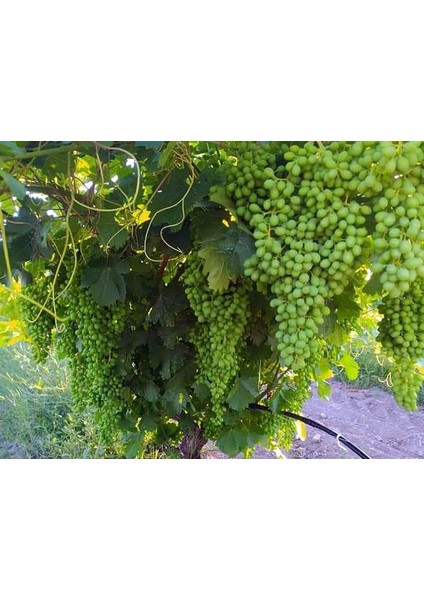 Ağın Beyazı Üzüm Fidanı modelleri