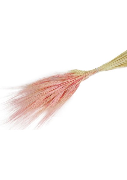Kuru Çiçek Doğal Pembe Başak 35GRAM 1. Kalite Şoklanmış Bozulmaz