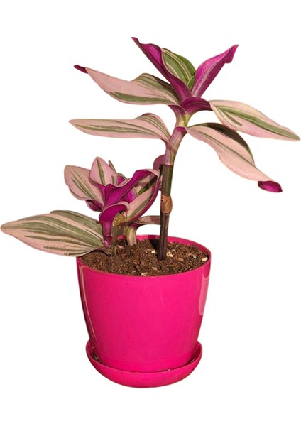 Tradescantia Zebrina ( Telgraf Çiçeği )