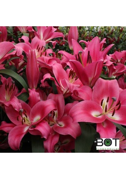 Profundo Kokulu Pembe Zambak Soğanı 5 Adet (Boy 80-100CM)