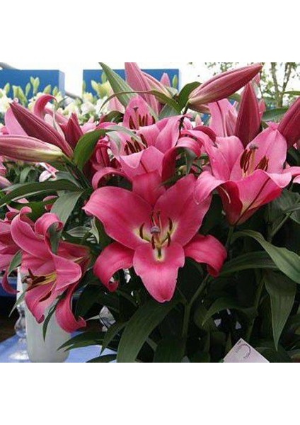 Profundo Kokulu Pembe Zambak Soğanı 5 Adet (Boy 80-100CM) fiyatları