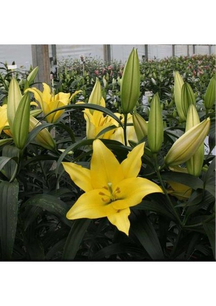 Karışık Renkli Kokulu Zambak Soğanı 15 Adet (Sarı- Pembe- Koyu Pembe -Turuncu) fiyatları