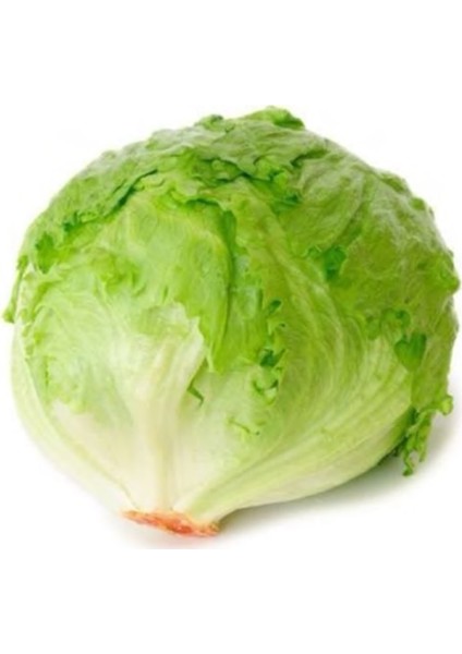 Marul Iceberg Adet