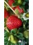 Çilek-Fragaria 1
