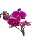 - Phalaenopsis 'Pretoria' (Fuşya Orkide) 1