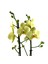 - Phalaenopsis 'Alassio' (Sarı Orkide) 1