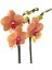 - Phalaenopsis 'Golden Brick' (Turuncu Orkide) 1