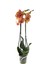 - Phalaenopsis 'Golden Brick' (Turuncu Orkide) 2