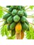 Murat Tohum Eko Paket Papaya Ağacı Tohumu Ithal Tropikal Papaya Ağacı Tohumu 15 Adet Tohum 3
