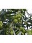 Tüplü Yarı Bodur 7-10 Kütür Gemlik Zeytin Fidanı 4-5 Yaş (50-70 Cm) 1
