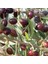 Tüplü Gemlik Zeytin Fidanı - 2 Adet 1 Yaş (Kırmalık) 1