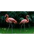 Flamingo Desenli Duvar Kağıdı 2
