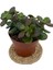 Nadir Kaktüs Crassula Ovata (Para Ağacı) 8.5 cm Saksıda 1