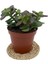 Nadir Kaktüs Crassula Ovata (Para Ağacı) 8.5 cm Saksıda 3