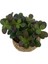 Nadir Kaktüs Crassula Ovata (Para Ağacı) 8.5 cm Saksıda 5