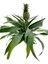 Ananas Bitkisi (Pineapple Plant) 1