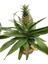 Ananas Bitkisi (Pineapple Plant) 2