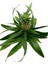 Ananas Bitkisi (Pineapple Plant) 3