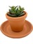 Crassula Ovata (Para Ağacı) 1