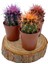 Nadir Kaktüs Renkli Kaktüs Echinocactus Grusonii 3'Lü Set 3