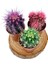 Nadir Kaktüs Renkli Kaktüs Echinocactus Grusonii 3'Lü Set 5