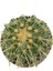 Echinocactus Grusonii Altın Fıçı Kaktüs Çap 12.5 2