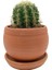 Echinocactus Grusonii Altın Fıçı Kaktüs Çap 12.5 1