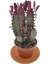 Nadir Kaktüs Euphorbia Trigona Rubra 8.5 cm Saksıda 2