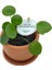 Nadir Kaktüs Baby Pilea 1