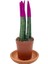 Nadir Kaktüs Pembe Kadife Sansevieria Cylindrica (Paşa Kılıcı) 1