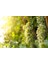 Sauvihnon Blanc Üzüm Fidanı 1