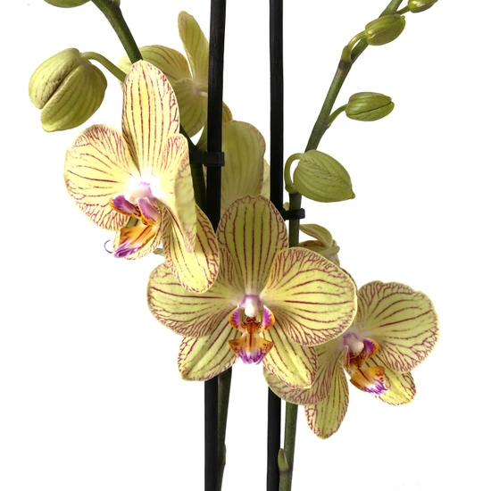 Betonish - Phalaenopsis 'Torino' - Çift Dal Orkide