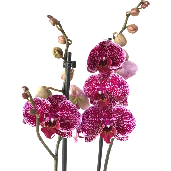 Betonish - Phalaenopsis 'Jaguar' - Çift Dal Orkide