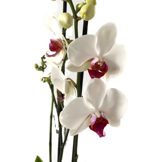 Betonish - Phalaenopsis 'Castor' - Çift Dal Orkide
