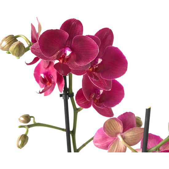Betonish - Phalaenopsis 'Montreux' (Bordo Orkide)
