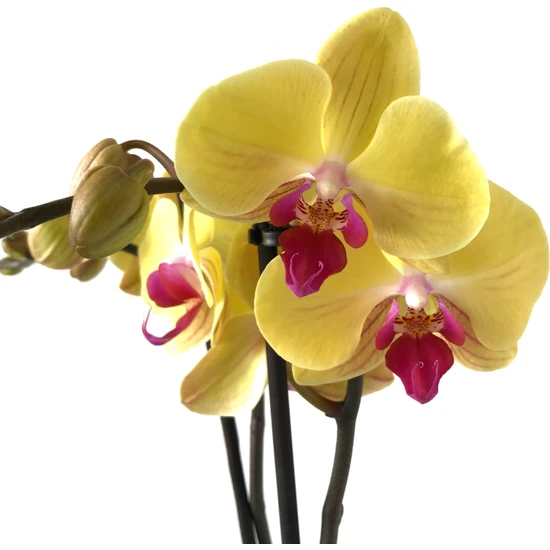 Betonish - Phalaenopsis 'Miraflore' (Sarı Orkide)