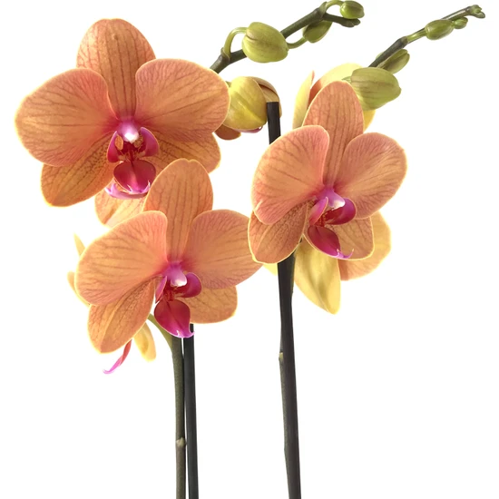Betonish - Phalaenopsis 'Golden Brick' - Çift Dal Orkide