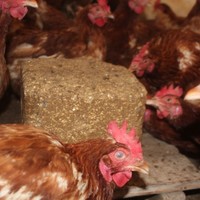 Royal Ilac Avian Peckstone Tavuk Gagalama Tasi 10 Kg Fiyati Royal Ilac Avian Peckstone Tavuk Gagalama Tasi 10 Kg Fiyati