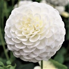 Asya Yıldız Soğanı Dahlia Snowflake Soğanı 1 Adet Boy 80 cm