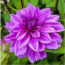 Asya Yıldız Soğanı Dahlia Lilac Time Soğanı 1 Adet Dev Yıldız Çiçeği Boy 120 cm