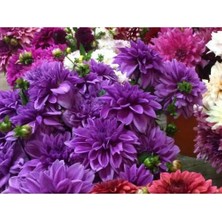 Asya Yıldız Soğanı Dahlia Lilac Time Soğanı 1 Adet Dev Yıldız Çiçeği Boy 120 cm