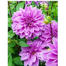 Asya Yıldız Soğanı Dahlia Lilac Time Soğanı 1 Adet Dev Yıldız Çiçeği Boy 120 cm