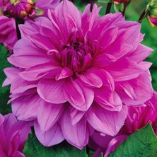 Asya Yıldız Soğanı Dahlia Lilac Time Soğanı 1 Adet Dev Yıldız Çiçeği Boy 120 cm